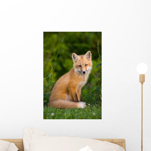 Young Red Fox, Point Prim, Prince Edward Island Wall Mural