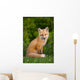 Young Red Fox, Point Prim, Prince Edward Island Wall Mural