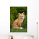 Young Red Fox, Point Prim, Prince Edward Island Wall Mural