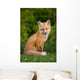 Young Red Fox, Point Prim, Prince Edward Island Wall Mural