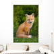 Young Red Fox, Point Prim, Prince Edward Island Wall Mural