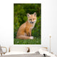 Young Red Fox, Point Prim, Prince Edward Island Wall Mural