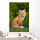 Young Red Fox, Point Prim, Prince Edward Island Wall Mural