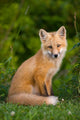 Young Red Fox, Point Prim, Prince Edward Island Wall Mural
