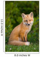 Young Red Fox, Point Prim, Prince Edward Island Wall Mural