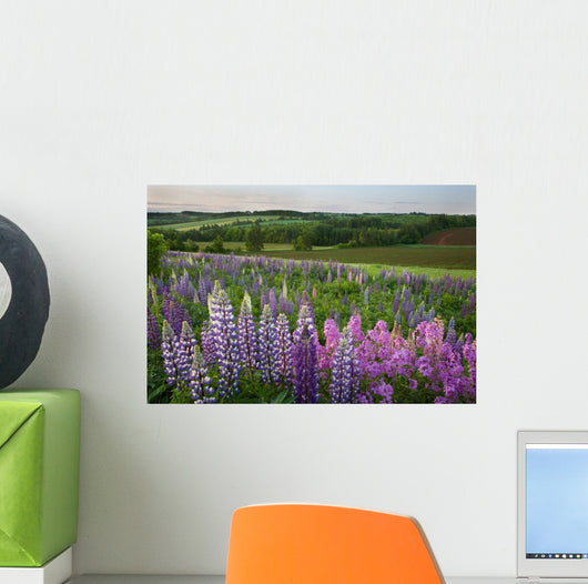 Landscape Of Lupins And Phlox, Clinton, Prince Edward Island Wall Mural
