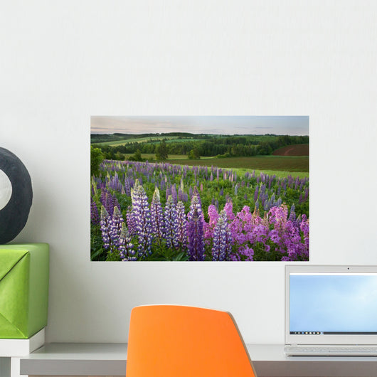 Landscape Of Lupins And Phlox, Clinton, Prince Edward Island Wall Mural