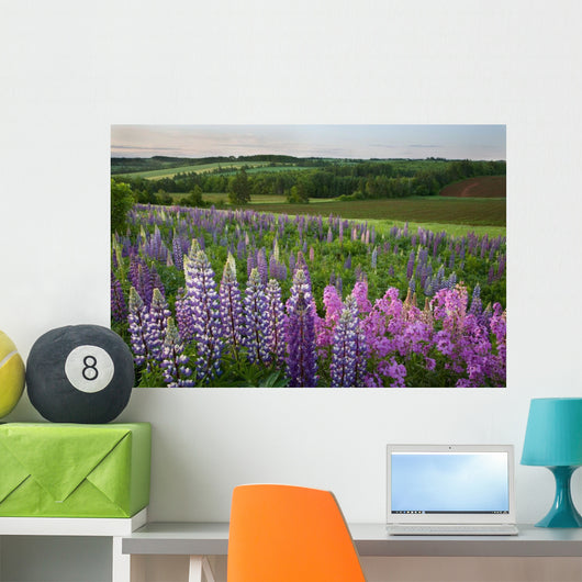 Landscape Of Lupins And Phlox, Clinton, Prince Edward Island Wall Mural