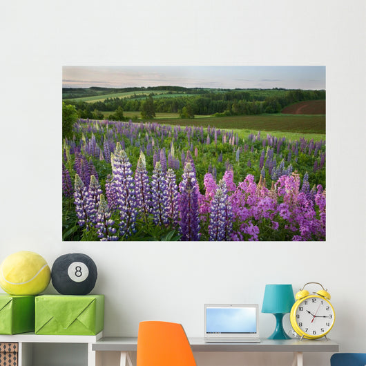 Landscape Of Lupins And Phlox, Clinton, Prince Edward Island Wall Mural