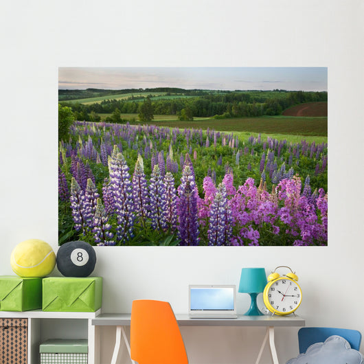 Landscape Of Lupins And Phlox, Clinton, Prince Edward Island Wall Mural