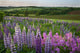 Landscape Of Lupins And Phlox, Clinton, Prince Edward Island Wall Mural