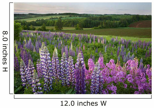 Landscape Of Lupins And Phlox, Clinton, Prince Edward Island Wall Mural