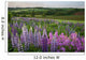 Landscape Of Lupins And Phlox, Clinton, Prince Edward Island Wall Mural