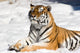 meditating tiger on snow background Wall Mural