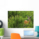 Whitetail Deer In Meadow, Killarney Provincial Park, Ontario Wall Mural