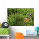 Whitetail Deer In Meadow, Killarney Provincial Park, Ontario Wall Mural