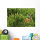 Whitetail Deer In Meadow, Killarney Provincial Park, Ontario Wall Mural