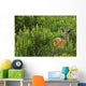 Whitetail Deer In Meadow, Killarney Provincial Park, Ontario Wall Mural