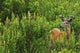 Whitetail Deer In Meadow, Killarney Provincial Park, Ontario Wall Mural