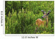 Whitetail Deer In Meadow, Killarney Provincial Park, Ontario Wall Mural
