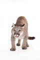 Puma Wall Mural