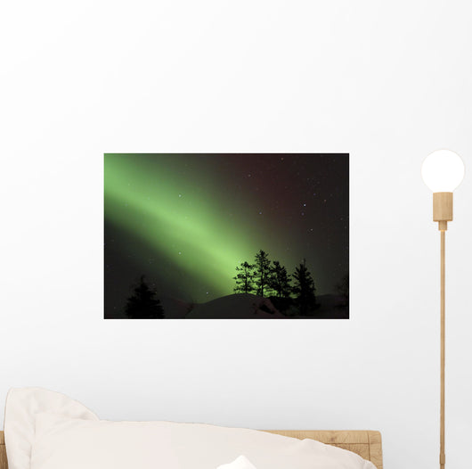 Northern Lights Disappear Behind Scattered Trees Wall Mural