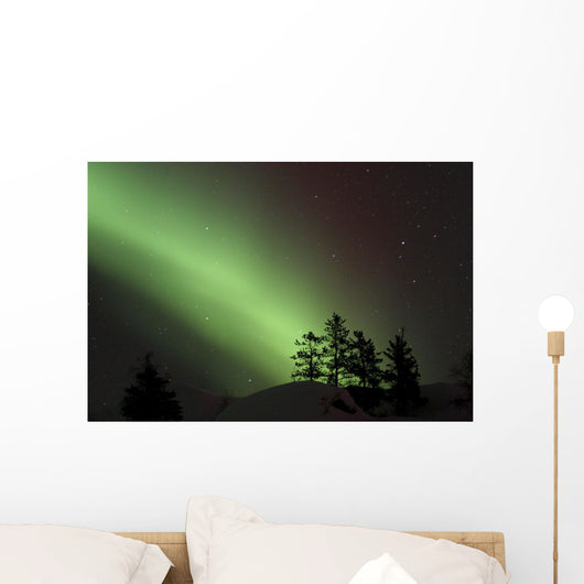 Northern Lights Disappear Behind Scattered Trees Wall Mural