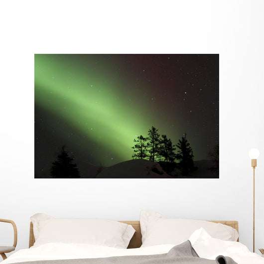 Northern Lights Disappear Behind Scattered Trees Wall Mural