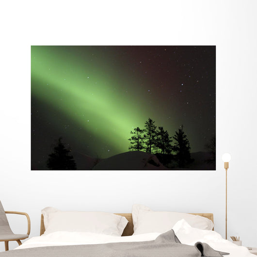 Northern Lights Disappear Behind Scattered Trees Wall Mural