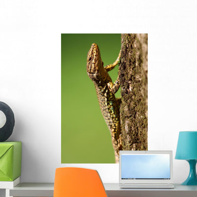 Podarcis Muralis Wall Lizard Wall Mural shown on a wall