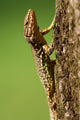Podarcis Muralis Wall Lizard Wall Mural