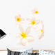 Frangipani Flowers