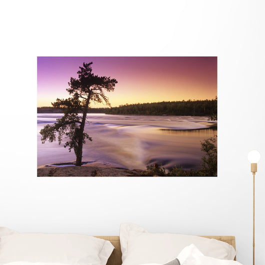 Pine Tree, Sturgeon Falls, Whiteshell Provincial Park, Manitoba Wall Mural