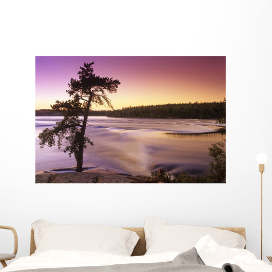Pine Tree, Sturgeon Falls, Whiteshell Provincial Park, Manitoba Wall Mural