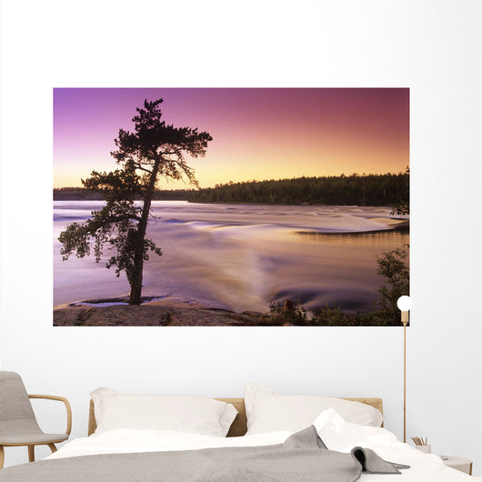 Pine Tree, Sturgeon Falls, Whiteshell Provincial Park, Manitoba Wall Mural