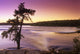 Pine Tree, Sturgeon Falls, Whiteshell Provincial Park, Manitoba Wall Mural
