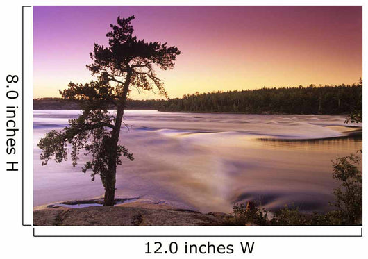 Pine Tree, Sturgeon Falls, Whiteshell Provincial Park, Manitoba Wall Mural