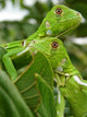 Brasilian Iguana 2 Wall Mural