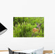 Whitetail Deer In Meadow, Killarney Provincial Park, Ontario Wall Mural