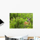 Whitetail Deer In Meadow, Killarney Provincial Park, Ontario Wall Mural