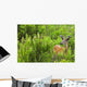 Whitetail Deer In Meadow, Killarney Provincial Park, Ontario Wall Mural