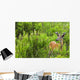 Whitetail Deer In Meadow, Killarney Provincial Park, Ontario Wall Mural