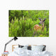 Whitetail Deer In Meadow, Killarney Provincial Park, Ontario Wall Mural