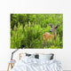 Whitetail Deer In Meadow, Killarney Provincial Park, Ontario Wall Mural