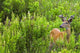 Whitetail Deer In Meadow, Killarney Provincial Park, Ontario Wall Mural