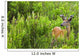 Whitetail Deer In Meadow, Killarney Provincial Park, Ontario Wall Mural