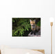 Young Red Fox On A Rock With Evergreen In Background Wall Mural