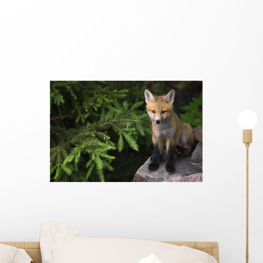 Young Red Fox On A Rock With Evergreen In Background Wall Mural