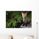 Young Red Fox On A Rock With Evergreen In Background Wall Mural