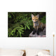 Young Red Fox On A Rock With Evergreen In Background Wall Mural